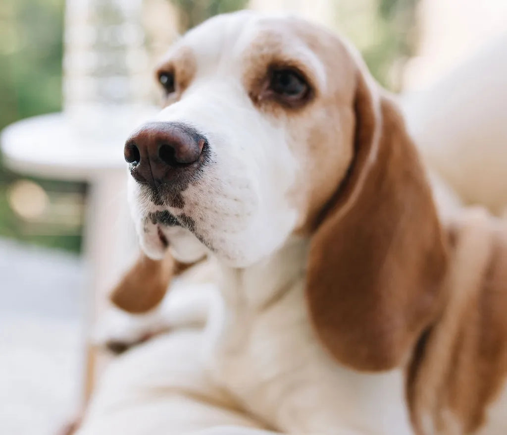  Hunde Set Hundebett Flauschig Tragbar Weich Mit Spielzeug Und Überraschung Für Große Und Kleine Hunde , Hunde Set Wählen:2er Set- Kleine Hunde