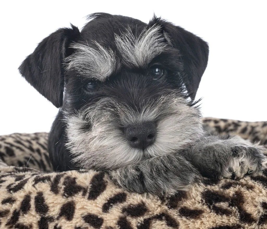  Hunde Set Hundebett Flauschig Tragbar Weich Mit Spielzeug Und Überraschung Für Große Und Kleine Hunde , Hunde Set Wählen:2er Set- Kleine Hunde