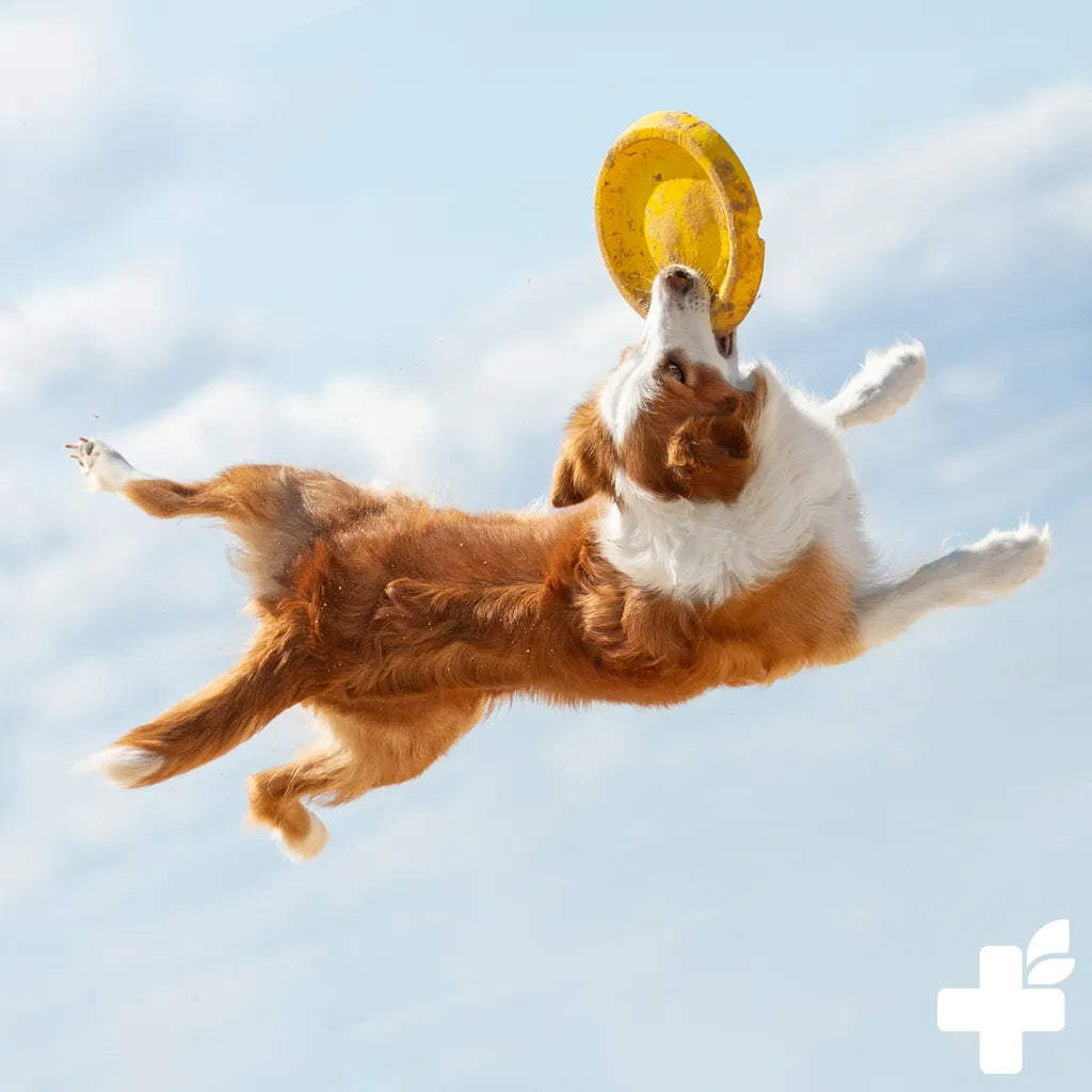  REAVET 4in1 Complete Für Hunde 250g - Natürliche Vitamine Und Nährstoffe Für Schönes Fell & Haut, Gelenke, Magen & Darm, Immunsystem Stärken, Nahrungsergänzung Hund