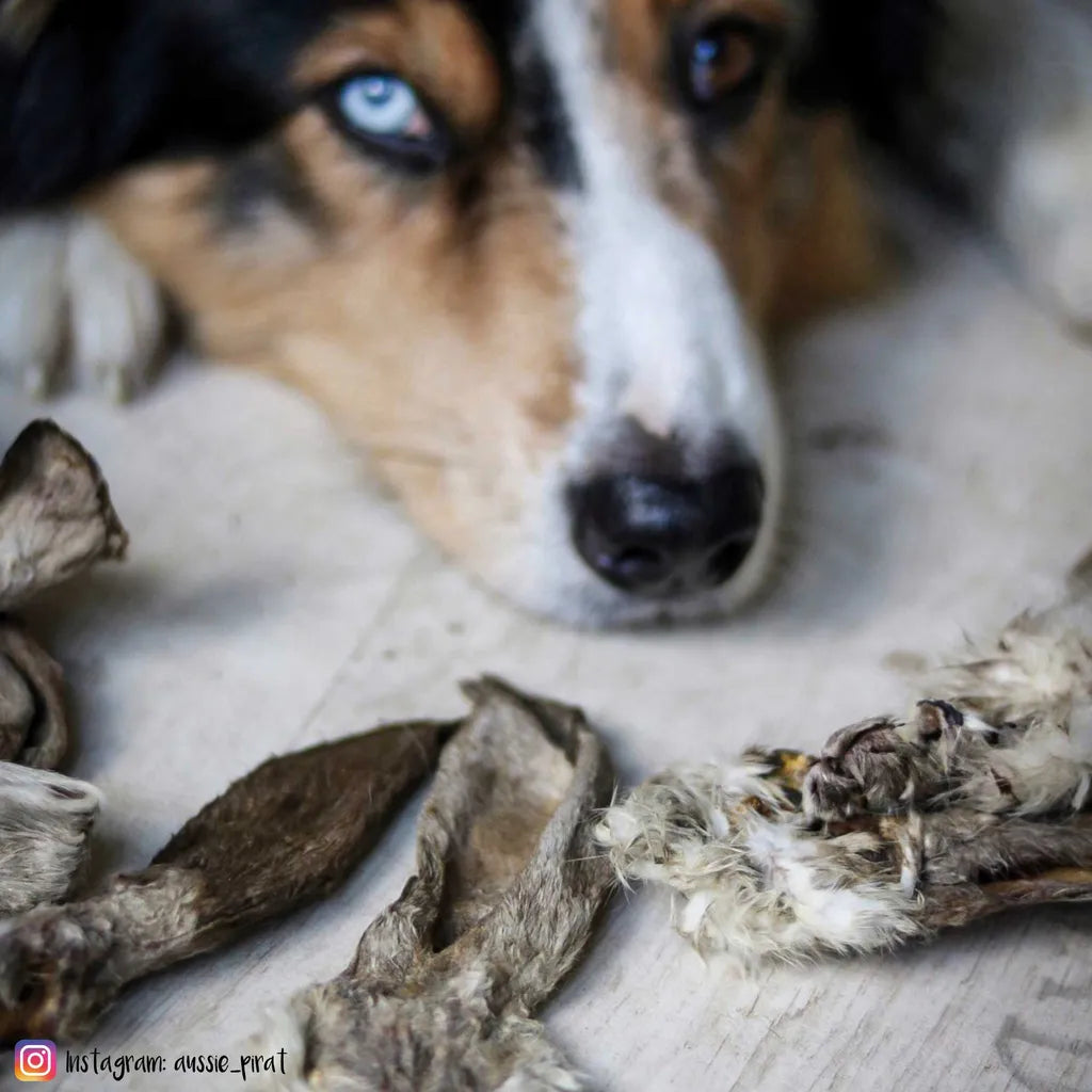 Getrocknete Kaninchenohren Sind Ein Ideal Verträglicher Kausnack Für Viele Ernährungssensible Hunde Ca 200 G