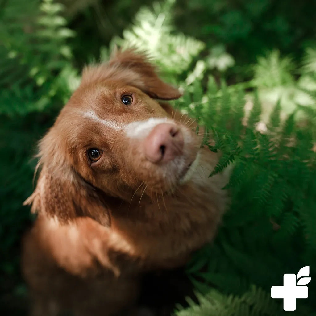  REAVET 4in1 Complete Für Hunde 250g - Natürliche Vitamine Und Nährstoffe Für Schönes Fell & Haut, Gelenke, Magen & Darm, Immunsystem Stärken, Nahrungsergänzung Hund