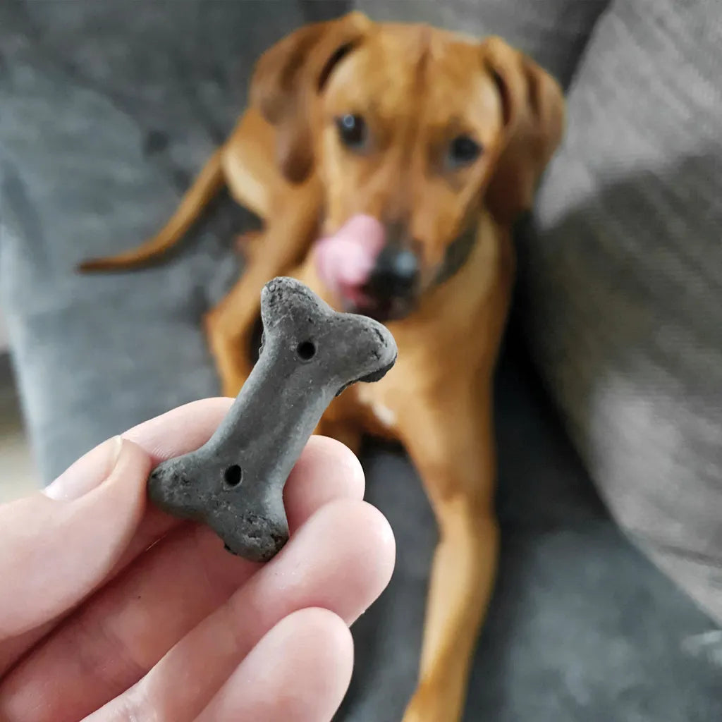  3x500g Schecker Digestiva - Hundekekse Mit Futterkohle - Bei Leichten Verdauungsproblemen