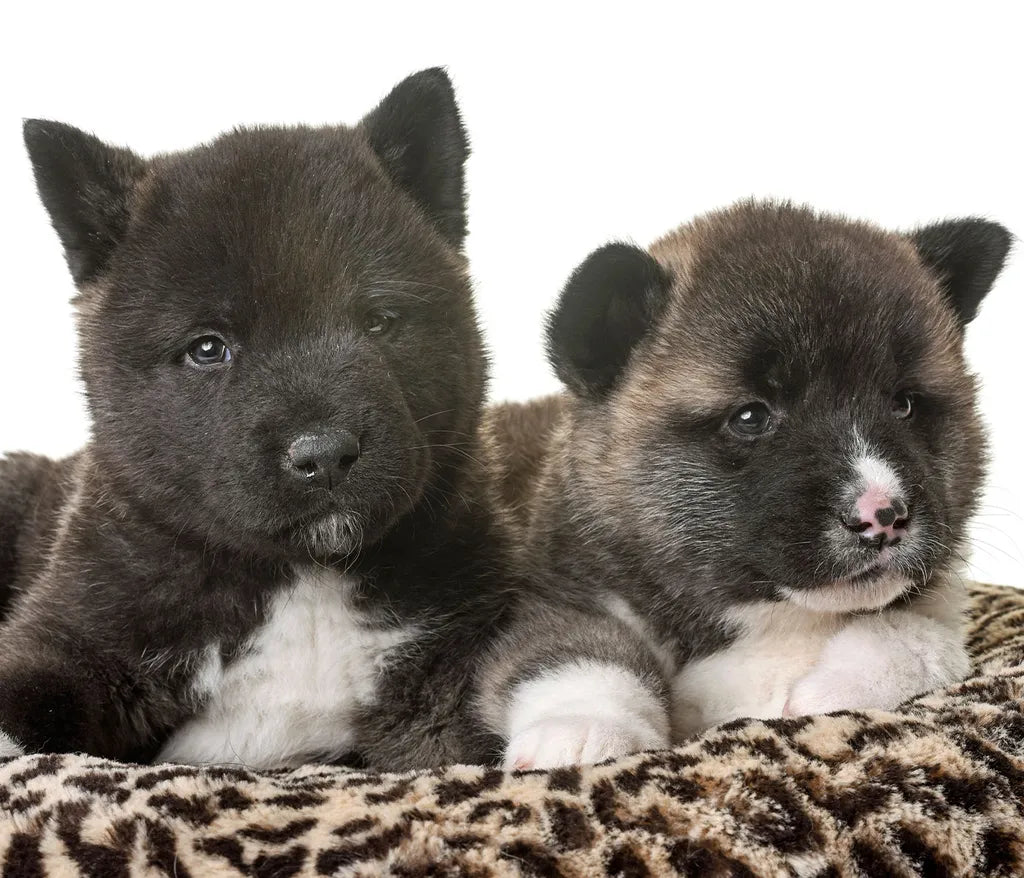  Hunde Set Hundebett Flauschig Tragbar Weich Mit Spielzeug Und Überraschung Für Große Und Kleine Hunde , Hunde Set Wählen:2er Set- Kleine Hunde