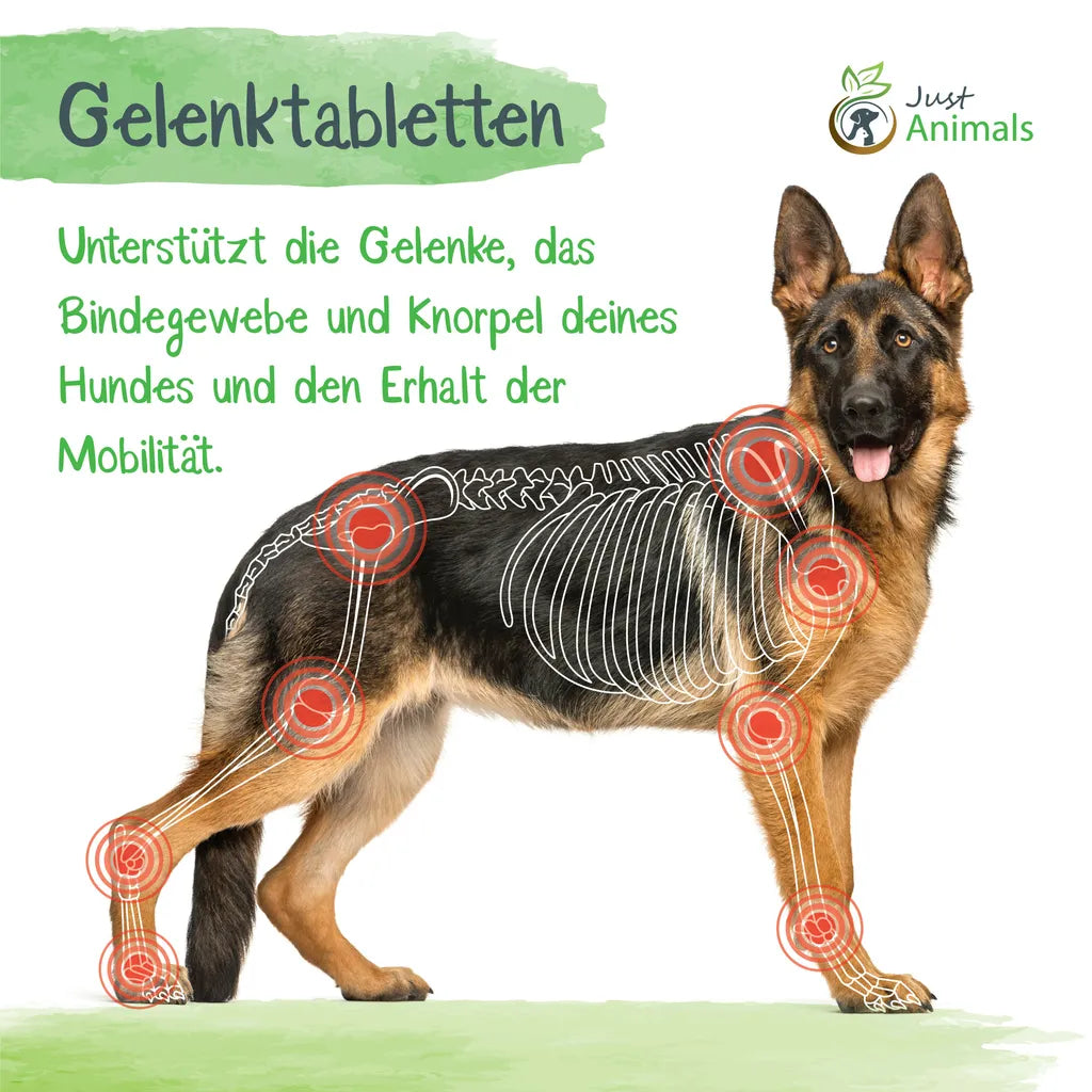  Gelenktabletten Für Hunde Mit Grünlippmuschel, Teufelskralle, MSM, Chondroitin, Glucosamin