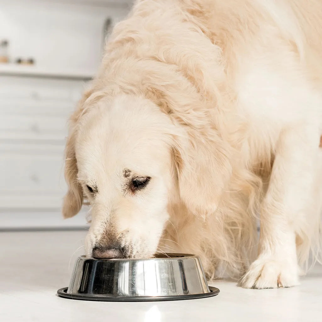  48x410g- Schecker Nierenschonkost - Nassfutter Für Hunde Mit Nierenschädigungen