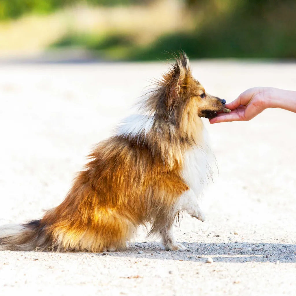  10x100g  - Schecker Popcorn Für Hunde - Lebergeschmack - Glutenfrei - Ohne Zuckerzusatz