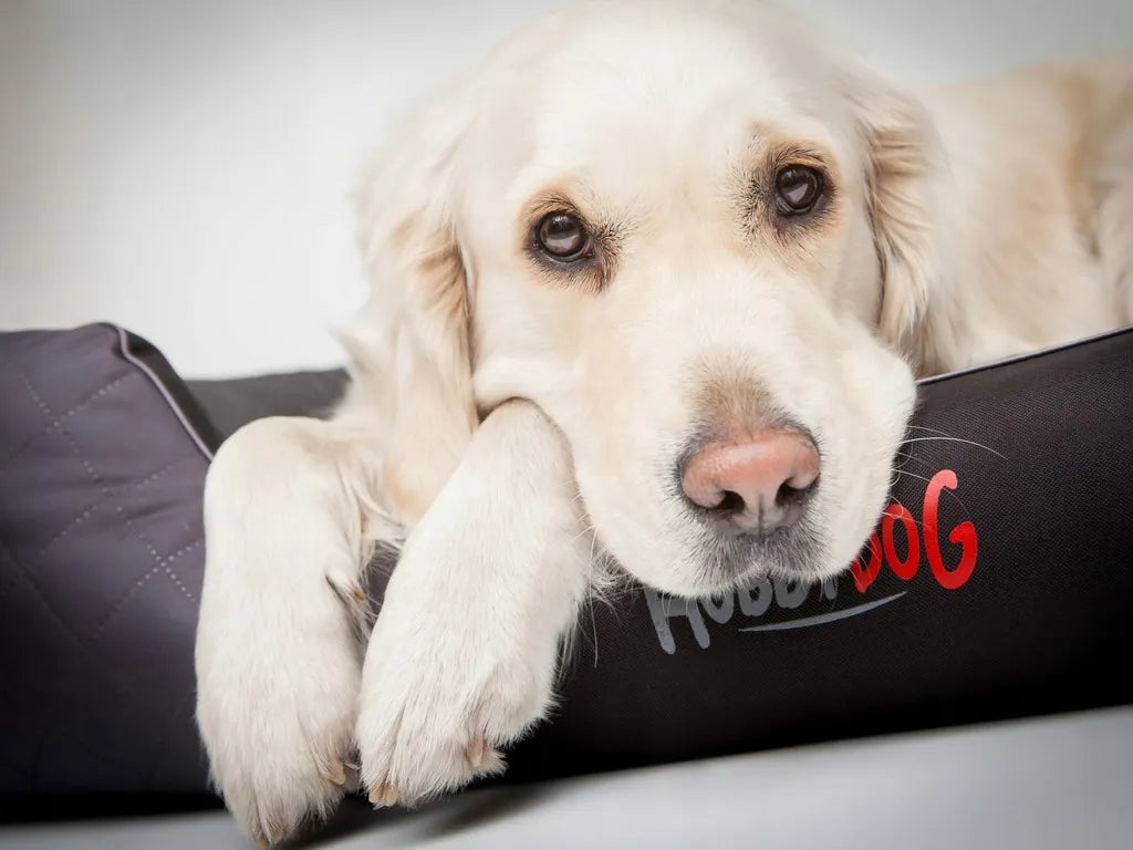  Hundebett Katzenbett Hundematratze Haustierbett Hundeliege Hundekissen Matratze 103x63x4,5 Schwarz Collie Cocker Spaniel Lowland Schäferhund Boxer German Schäferhund Labrador Pudel