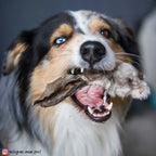  Getrocknete Kaninchenohren Sind Ein Ideal Verträglicher Kausnack Für Viele Ernährungssensible Hunde Ca 200 G
